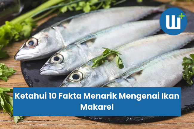 Ketahui 10 Fakta Menarik Mengenai Ikan Makarel